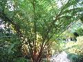 Tree Fern / Alsophila cooperi